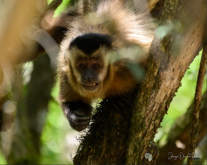 salta mas iva omar torres