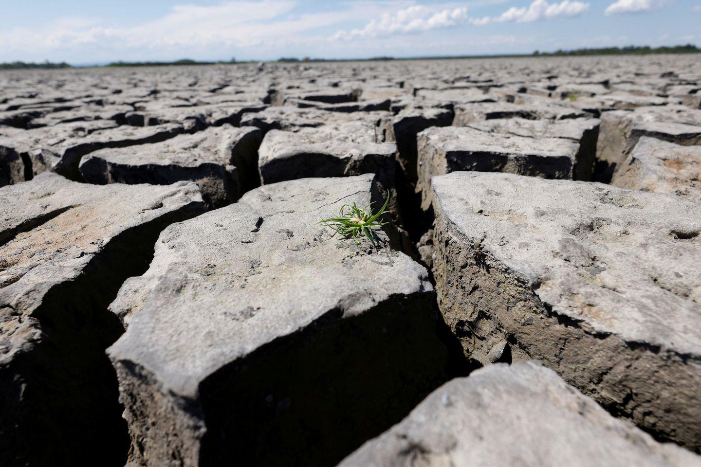 Sequía histórica causa estragos en casi la mitad de Europa