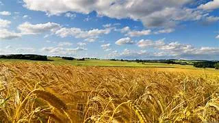 campo argentino 2