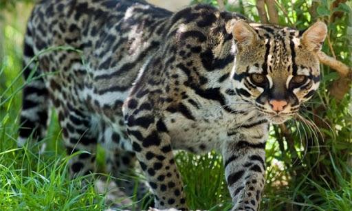 animales gatos onza
