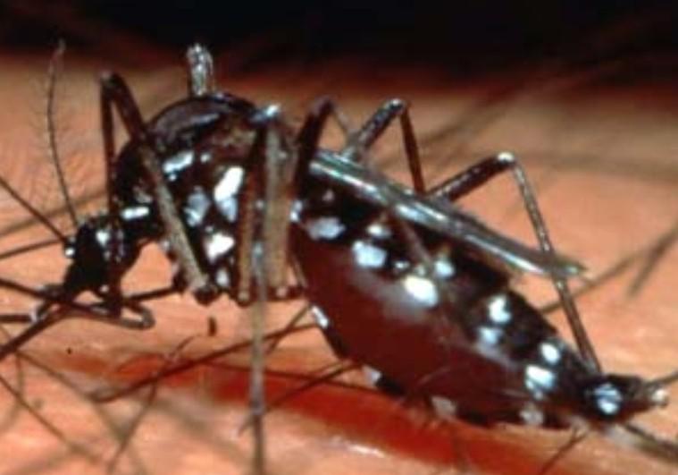 Dengue -frontera