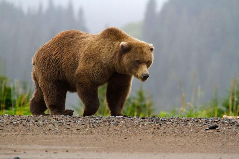 animales oso