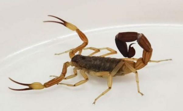 picadura alacran