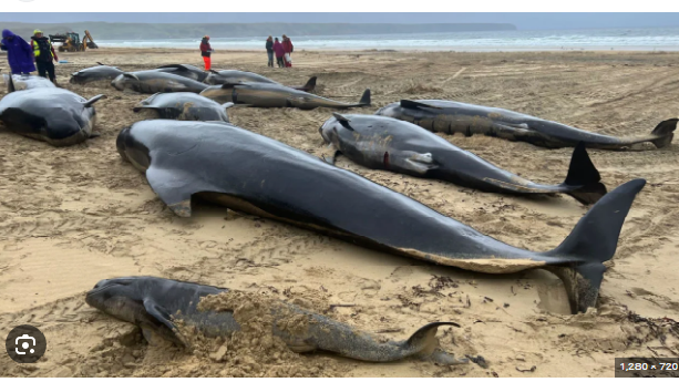 ballenas