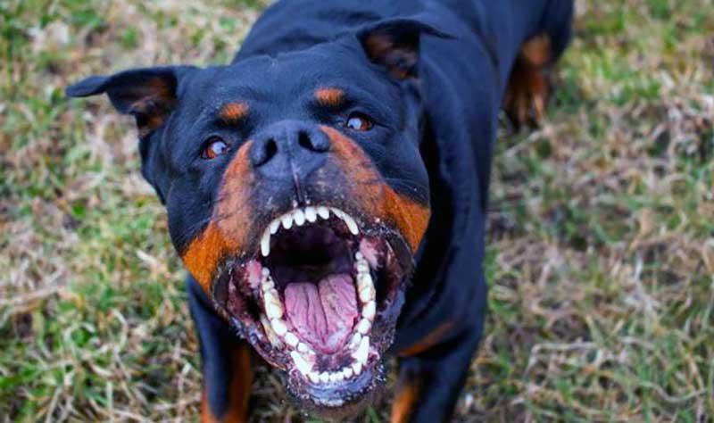 animal