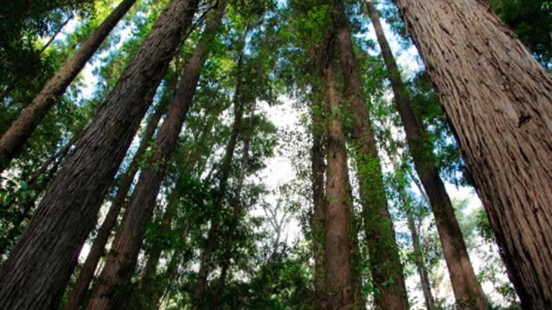 medio ambiente-bosque