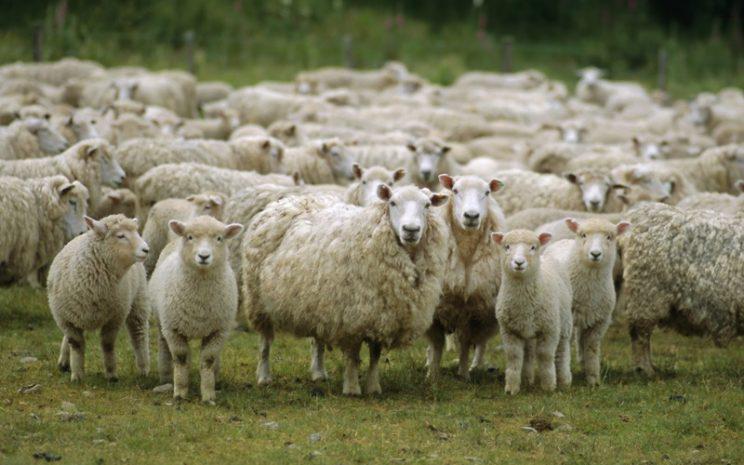 campo-ganaderia