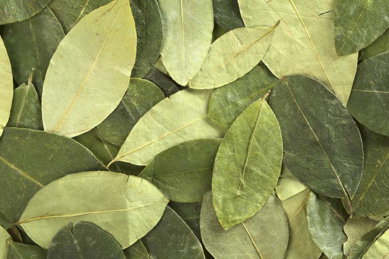 hojas-de-coca (1)