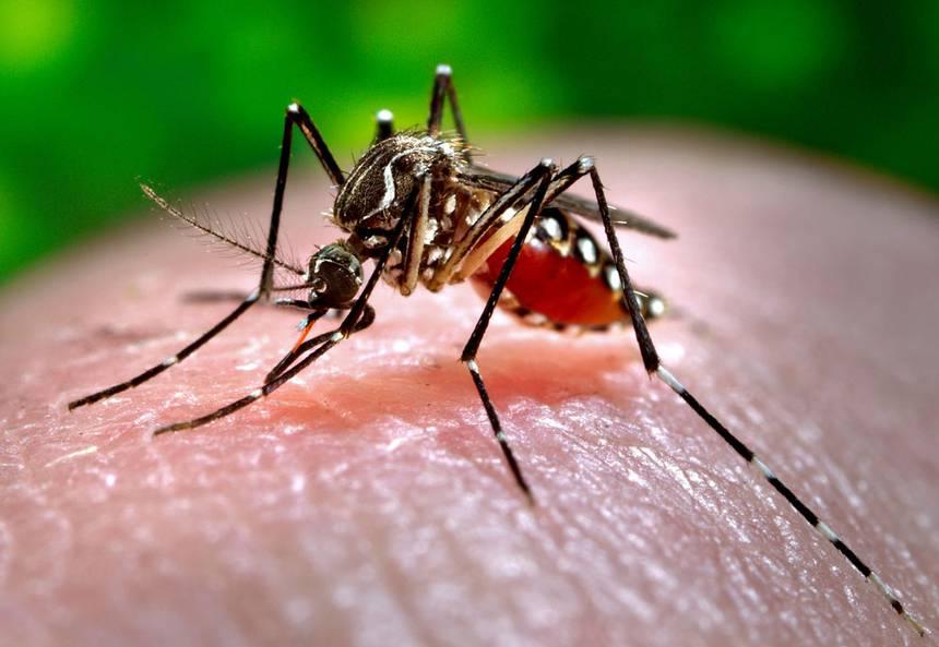 dengue-mosquito