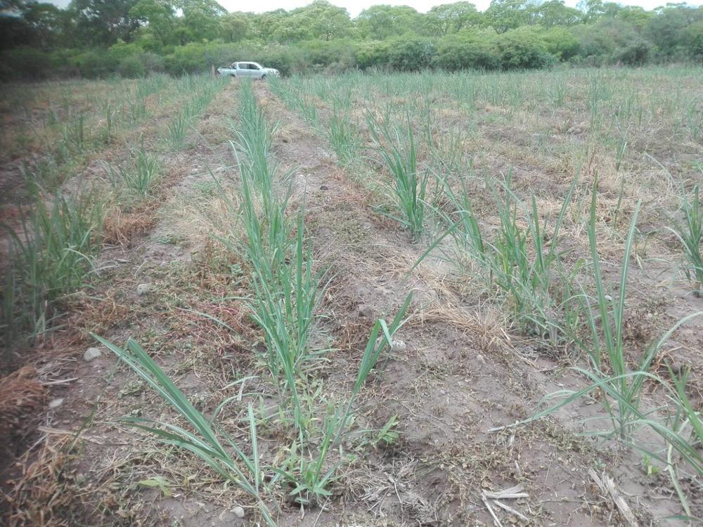 campo sequia