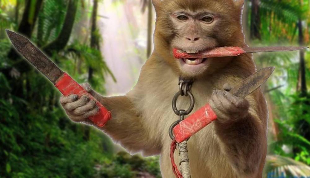 animales mono malo