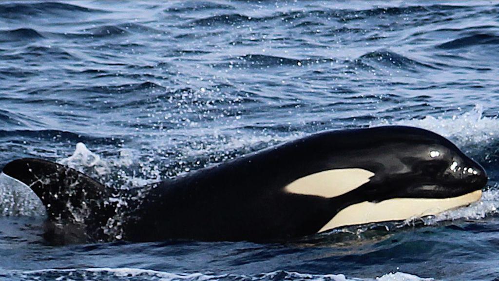 orcas