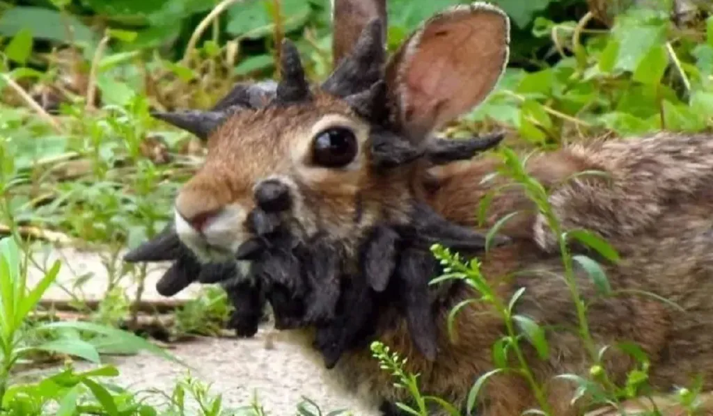 Animalesconejos