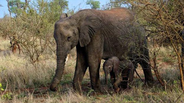 elefante