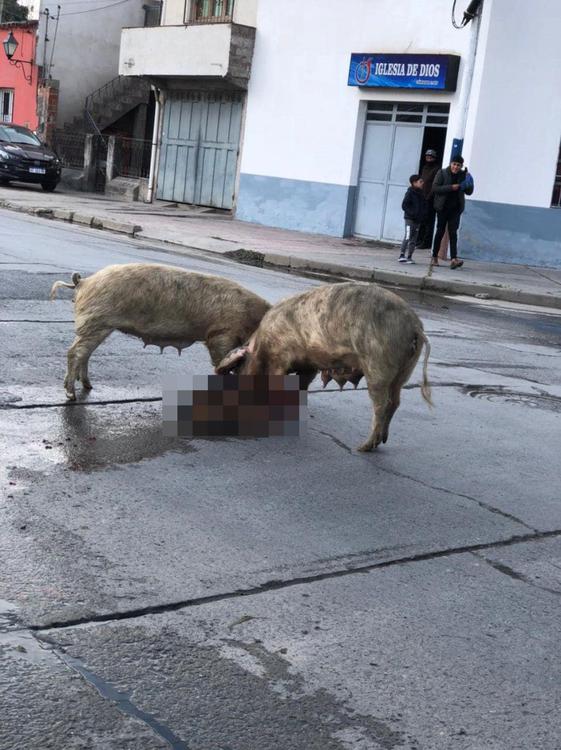policiales chancho