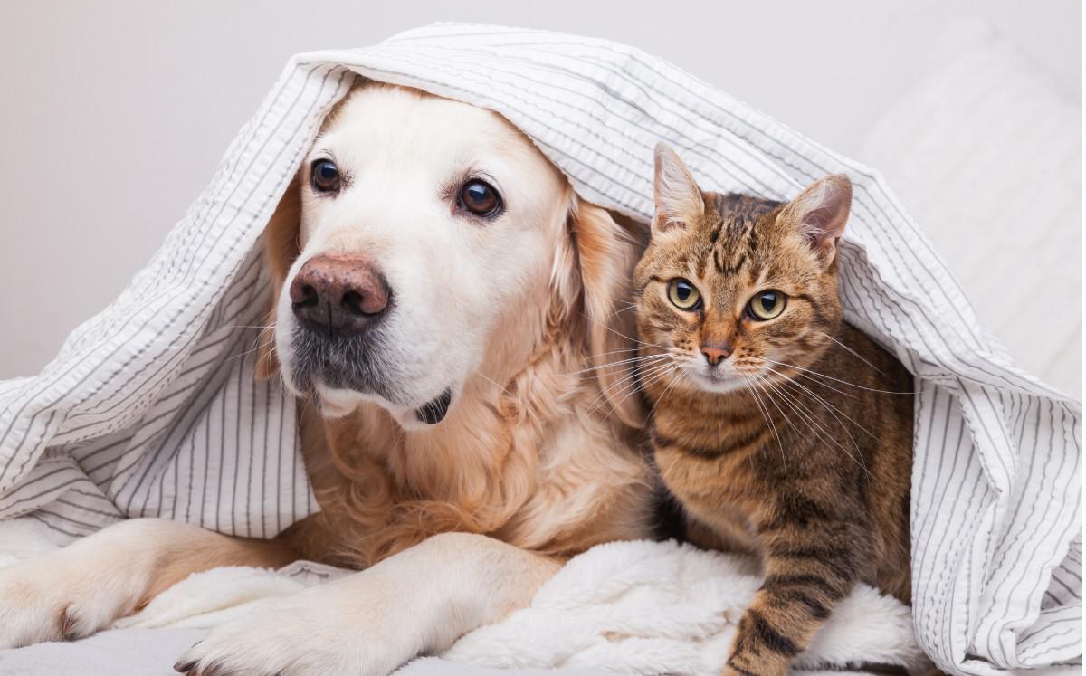 animales, perros