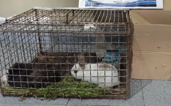 Municipalidadanimales