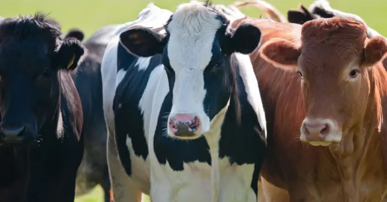 Animalesvacas