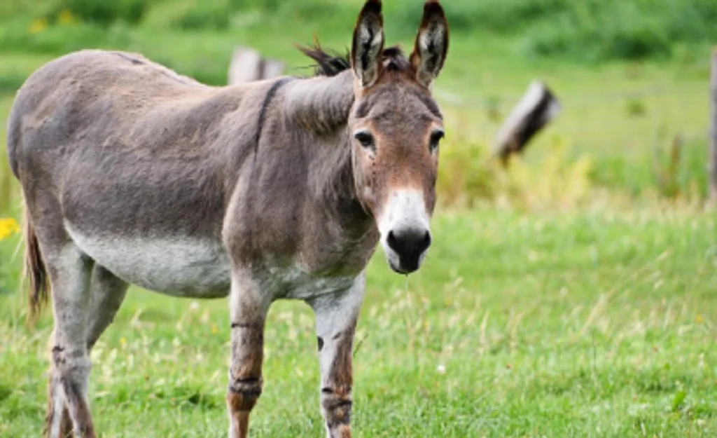Animalburro