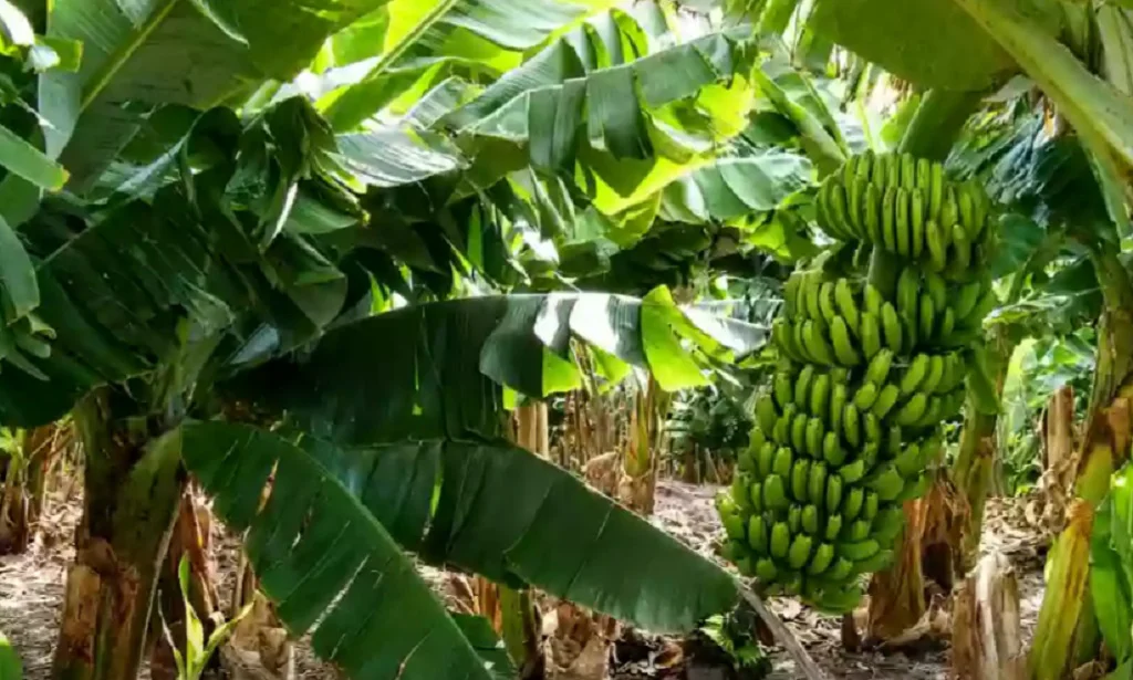 Saltaproduccionbananera