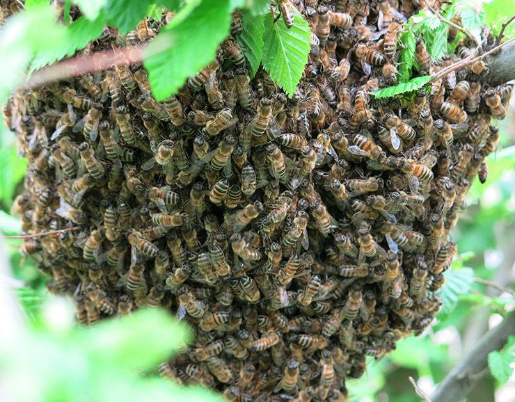 sociedad abejas